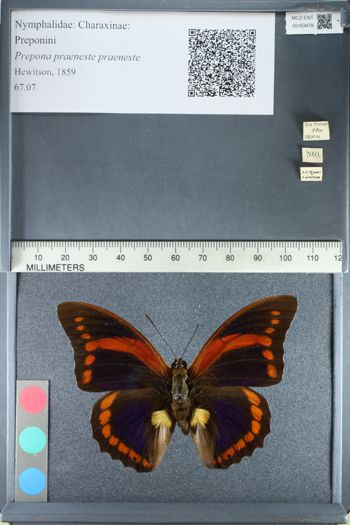 Media type: image;   Entomology 163478